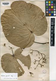 Image result for Agelanthus songeensis