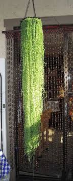 The string of pearls grows best in bright light, including sunlight. Pin On Garden