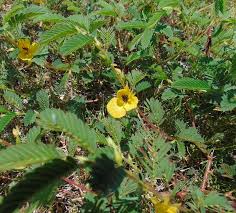 Image result for Chamaecrista