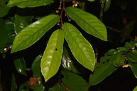 Image result for Monanthotaxis trichantha