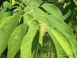Image result for Halesia
