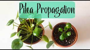 Chinese Money Plant Care How To Grow Maintain Pilea Peperomioides Apartment Therapy Propagating Plants Chinese Money Plant Chinese Money Plant Care