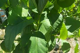 Image result for Crotalaria spectabilis