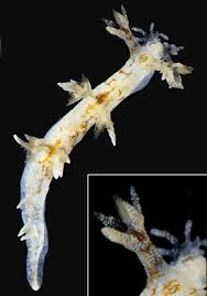 Image result for Hermannia seineri