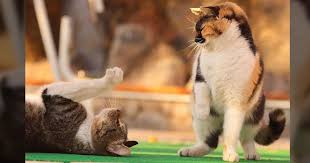 It is normal for cats which are playing to emit some sound. Play Fight Or Real Cat Fight How To Spot The Difference