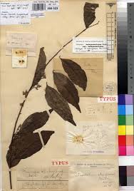 Image result for Dichapetalum madagascariense