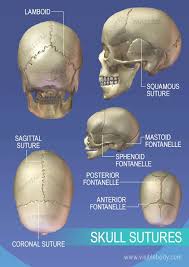 Axial Skeleton Learn Skeleton Anatomy Human Skeleton Anatomy Anatomy Skeleton Anatomy