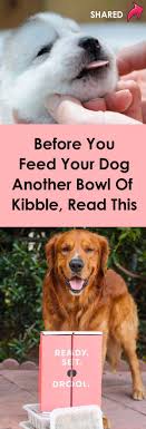 7 tips to help your dog live a longer and healthier life dogs dog training obedience aggressive dog