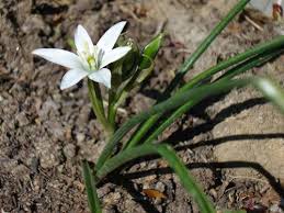 Check spelling or type a new query. Flowering Bulb Identification