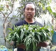 Ketika lele dumbo masuk, masa pemeliharaan singkat 2,5 bulan untuk pembesaran mulai dikenal. 7 Cara Sukses Budi Daya Lele Dan Ikan Dalam Ember