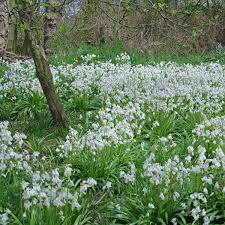 Geheimtipp Fur Weisse Garten Hyacinthoides Hispanica White City Fuhlt Sich Unter Baumen Oder Am Waldrand Wohl Pflanzze Weissen Garten Garten Pflanzen Pflanzen