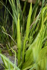 Image result for Ophioglossum gomezianum