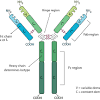 Hela cells stained with alpha tubulin mouse monoclonal absorption and emission spectra of atto 655 (sted) dye. Https Encrypted Tbn0 Gstatic Com Images Q Tbn And9gcq2kwu R0zvsbh1abjmhvpnyrlyajcbeduq6dy Vhlarvxihveh Usqp Cau