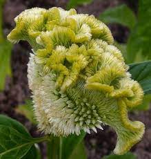 Pin On Flowers