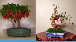 How To Create Chili Bonsai Tree Hungbonsai123 Youtube