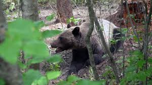 For my video journalism project at bcit, we were tasked to make a news story that didn't need to be real or fake, we just had to have fun with it!here is my. People And Grizzly Bears Learn To Live With Each Other In Montana 60 Minutes Cbs News