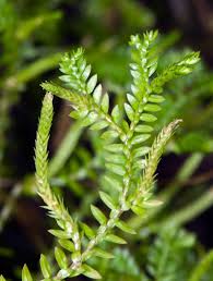 Image result for Selaginella kraussiana