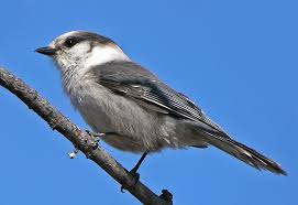 Canada Jay | Nature Manitoba
