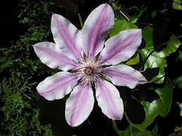 Vines for trellises and arbors. Clematis Wikipedia
