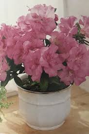Plantas De Interior Para Ambientes Clasicos En 2020 Decoraciones De Jardin Hojas De Parra Plantas De Interior