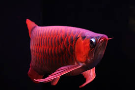 Search for text in self post contents. çº¢é¾™é±¼å…»æ®–åå¤§è¯¯åŒº é¾™é±¼ è§‚èµé±¼å¤§å…¨