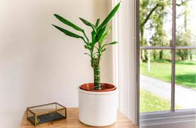 Image result for dracaena