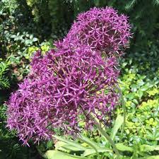 Alliums Are Usually Exclusively Grown For Their Flowers But What Do You Do With Your Allium Once It S Finished Flo Planting Bulbs Allium Flowers Growing Bulbs