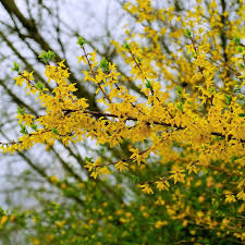 Pruning Forsythia How And When To Trim Forsythia Bushes