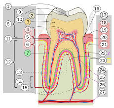 Image result for Dentition