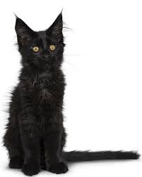 Champions, polydactyls, & shipping available. Maine Coon Prices Why These Cats Are Expensive Petskb