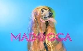 Trova la foto stock perfetta di bassotto dai capelli lunghi. Un Video Musicale Con Cani Vestiti Da Star Charlie Di Larry Tee Allsongs