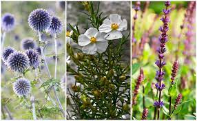 Looking for a summer flower that can take the heat? 5 Best Drought Tolerant Garden Plants Heat Tolerant Plants