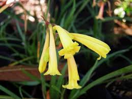 Image result for Cyrtanthus mackenii