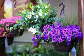 Check spelling or type a new query. Plant Spotlight Petunias Stockslagers Greenhouse Garden Center