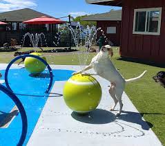 doggie splash park dog spray pet resort dog park equipment