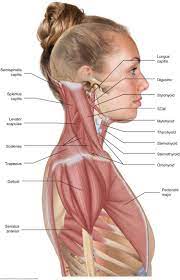 In insects, crustaceans, and the extinct trilobites, the thorax is one of the three main divisions of the creature's body, each of which is in turn composed of multiple segments. Muscle Anatomy Physiology Health Fitness Training Muscle Bone Arm Shoulder Chest Neck In 2020 Human Body Anatomy Body Anatomy Muscles Of The Neck
