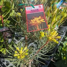 Image result for Hypoestes cancellata