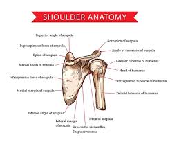 In addition to reading this article, be sure to watch our shoulder anatomy animated tutorial video. Premium Vector Human Shoulder Anatomy With Sketch Of Scapula And Humerus Bones Medicine And Health Care Shoulder Skeleton Diagram With Head And Deltoid Tubercle Of Humerus Scapula Skeletal Structure