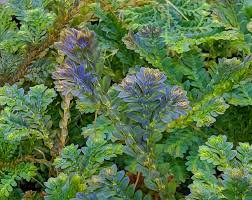 Image result for Nicolasia nitens