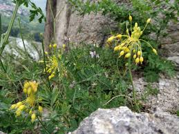 Image result for Cyrtanthus rhodesianus