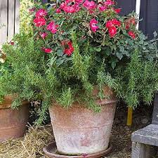 We did not find results for: Growing Knockout Roses In Containers Enjoy Container Gardening