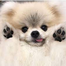 Weitere ideen zu tierbilder, tiere, hunde. Doodles2love Doodlefeed Dogsofseattle Seattledoggos Doodletales Delightfulgoldendoodles Ponderosagolden Susse Hunde Und Katzen Tiere Hund Zwergspitz Hund