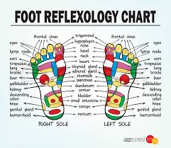 foot reflexology chart vector stock vector colourbox