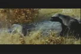Check spelling or type a new query. Honey Badger Vs Monitor Honey Badger Owns Monitor Lizard Dailymotion Video