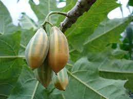 Pin On Tropical Fruits