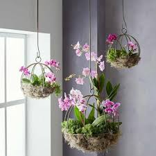 Untuk jenis bunga selanjutnya ada tanaman bunga lantana yang dinobatkan sebagai salah satu tanaman gantung trebaik dari amerika. 18 Jenis Tanaman Hias Gantung Dengan Bunga Tercantik