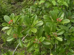 Image result for Canellaceae