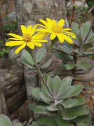 Image result for Caputia