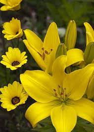 Lilies And African Daisies Greeting Card For Sale By Robert Potts In 2021 Beautiful Flower Arrangements Yellow Flowers Beautiful Flowers