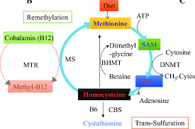 Image result for Homocysteine